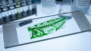 Sección de tejido verde fluorescente sobre portaobjetos de vidrio. Al fondo, se observan tubos de ensayo y matraces de laboratorio borrosos.