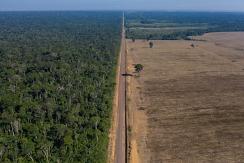La deforestación en la selva atlántica de Brasil disminuyó un 40% entre 2024 y 2025, alcanzando su nivel más bajo en cuarenta años (AP Foto/Leo Correa, Archivo)