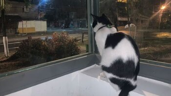 Murió Niña, la felina que