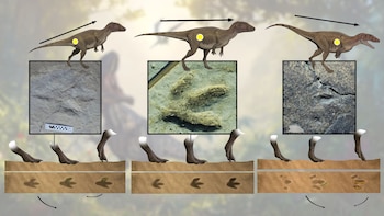 Cómo corrían los dinosaurios según