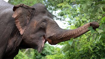 Elefantes en libertad, un proyecto