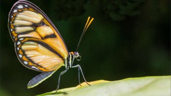 Con 3.877 especies Colombia es