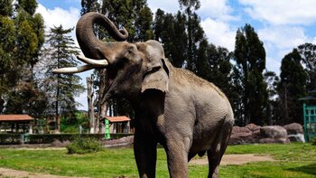 El paquidermo solía mojar a