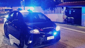 El león fue encontrado fuera