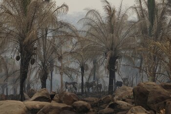 Hace una semana Bolivia declaró