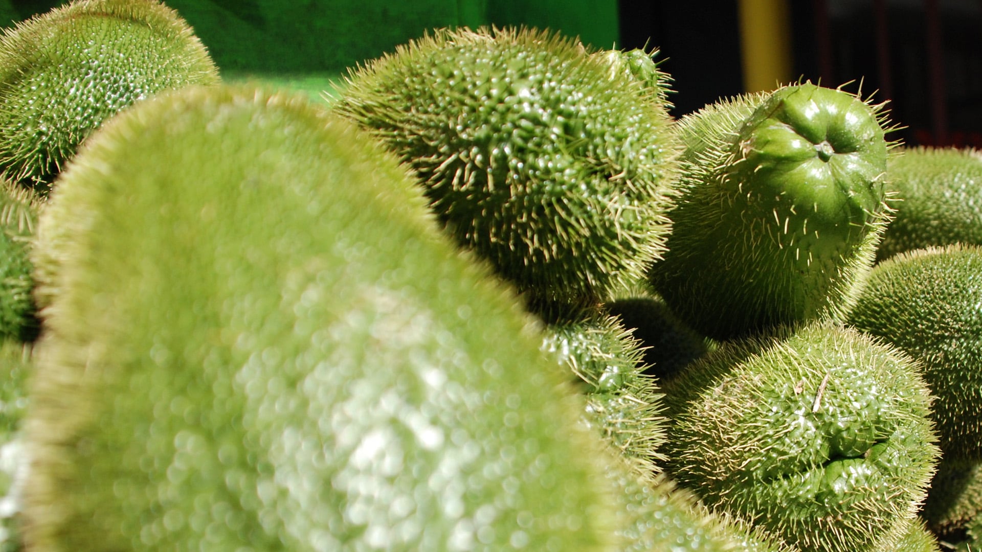 El nombre chayote viene del náhuatl “chayotli”, lo que significa “calabaza espinosa”.Crédito:Wikimedia/hillary h