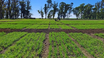 Una avena que se adapta a todo: lanzan una nueva variedad con perfil forrajero y productivo