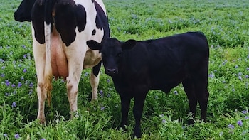 Del tambo al feedlot: la estrategia que busca convertir excedentes lecheros en carne de mayor valor