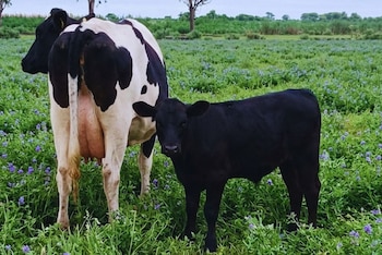 Vaca lechera Holando y ternero