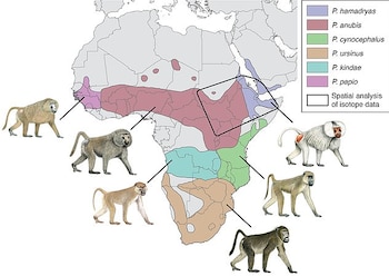 Los investigadores lograron delimitar la