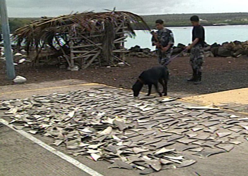 Foto de archivo. Cientos de aletas de tiburón confiscadas se muestran en la isla de Santa Cruz, Galápagos, Ecuador, 10 de septiembre, 2003. REUTERS/Parque Nacional Galápagos