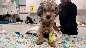 Chance sobrevivió a las duras