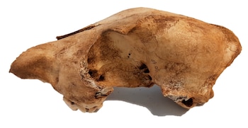 El estudio sugiere que los