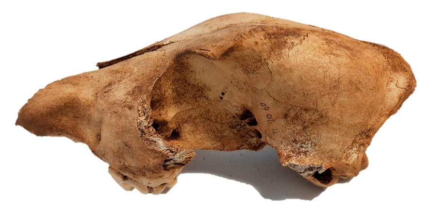 El estudio sugiere que los dingos pudieron haber llevado el gusano del corazón a Australia hace miles de años./Archivo.EFE/ Sally Wasef QUT