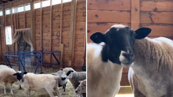 Oracle ahora convive junto a