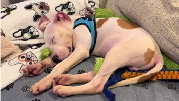 El canino durmiendo por primera