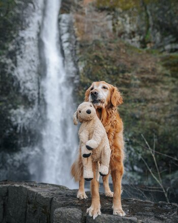 Gumbo actualmente viaja alrededor del
