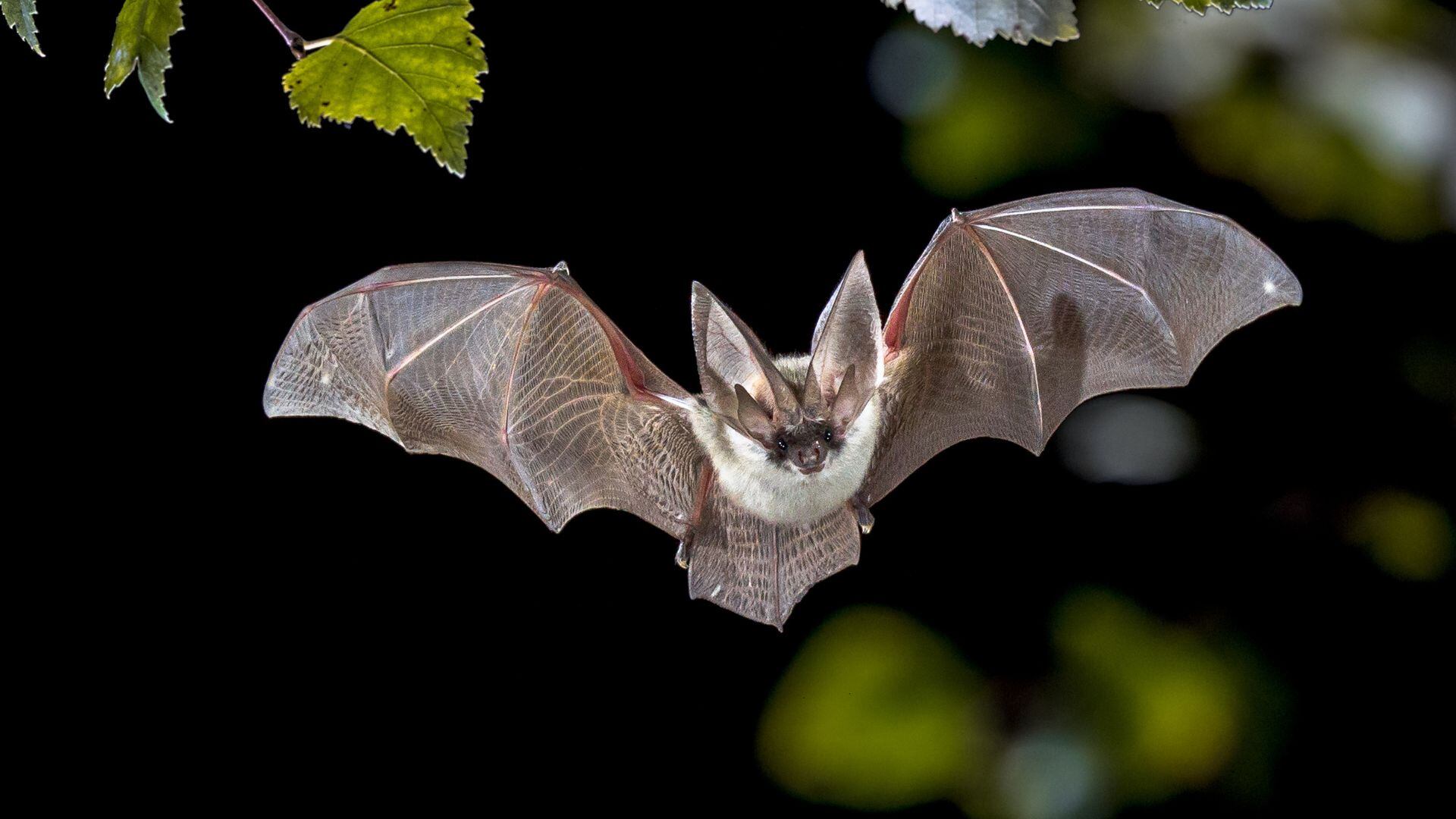 Imagen de un murciélago. (Canva)