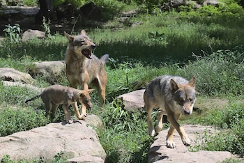 Solo lobos alfa dentro de