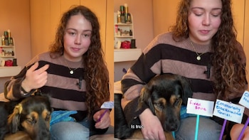 Adoptó a Paddington en Perú