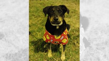 Perrito en adopción (930453042 /