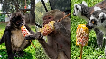Con elotes preparados, así celebran el mes patrio los changuitos en Morelia