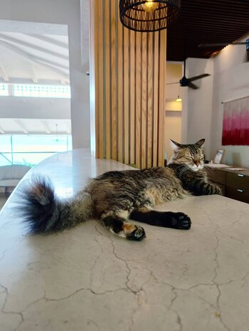 La historia de Muñeca, una