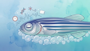 Los peces cebra también tienen una fase de sueño similar al REM, según un estudio científico