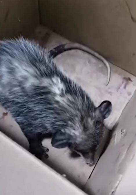 El animal fue puesto a disposición de la BVA para recibir el tratamiento adecuado. Foto: (Captura de pantalla)