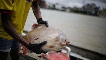 Un grupo de congresistas propone