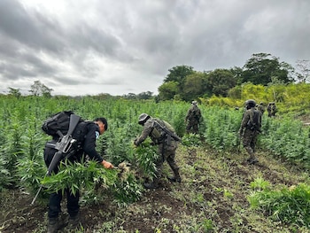 El cultivo ilícito fue localizado en el caserío Ixmuconé, municipio de Las Cruces, en el departamento de Petén./ (PNC de Guatemala)