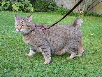 Los ojos de los pixie