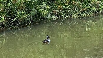 El profesor de zootecnia, José