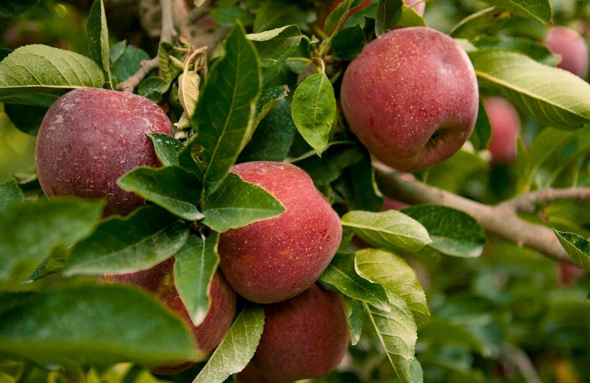 Árbol del manzano. (SENASA)