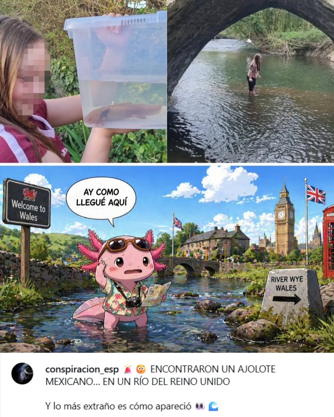 Un ajolote, especie endémica de México, fue encontrado en un río de Gales, Reino Unido, generando asombro y especulaciones sobre su origen y cómo llegó allí. (Instagram)