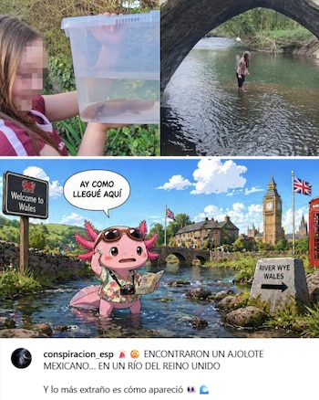 Mosaico de imágenes: una niña sostiene un ajolote en un recipiente, otra niña está en un río bajo un puente y una caricatura de un ajolote en un río de Gales