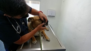 Cuando fue encontrado y rescatado,