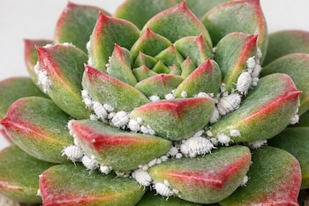 Primer plano de una suculenta con hojas verdes y puntas rojas, infestada por numerosas cochinillas blancas y algodonosas en las uniones de sus hojas.