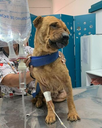 Pude seguir la tarea del