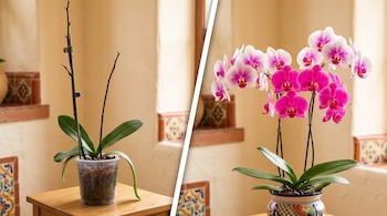 Composición dividida con una orquídea sin flores a la izquierda y una orquídea florecida con tonos fucsia a la derecha.