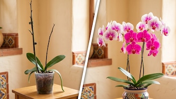 Se le cayeron las flores a mi orquídea: ¿se está muriendo o es su ciclo natural?