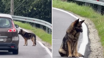 El emotivo rescate de Atlas, el perro que abandonaron junto a una ruta y esperó durante dos semanas hasta que una mujer logró salvarlo