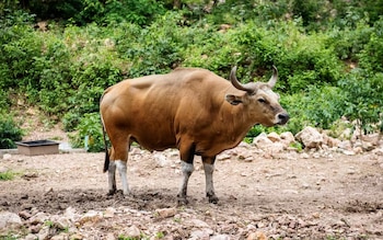Un bovino de pelaje castaño claro y patas blancas está de pie de perfil sobre un terreno de tierra y rocas frente a arbustos verdes