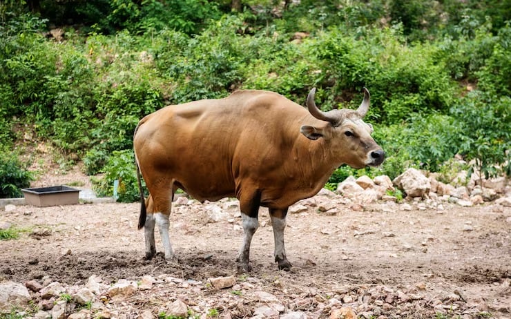 El Territorio del Norte conserva una población de banteng, un bovino silvestre clasificado en peligro crítico en el sudeste asiático (Magnific)