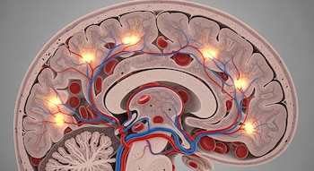 Imagen científica de un corte transversal del cerebro humano, mostrando materia gris, vasos sanguíneos rojos y azules, y puntos luminosos de sinapsis activas.
