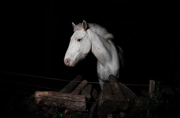 Franco Fafasuli, fotógrafo de Infobae,