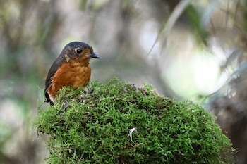 Las subespecies y decisiones taxonómicas