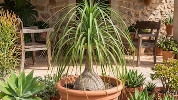 La planta que guarda agua en su tronco, no necesita riego frecuente y vale una fortuna fuera de México