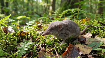 Pequeño animal gris con hocico puntiagudo y cola fina, parado sobre musgo verde, hojas secas y ramas en el suelo de un bosque.