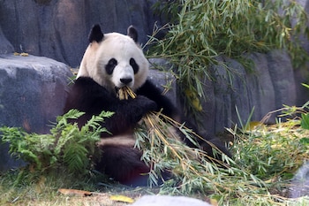 Panda bear Xin Bao eats